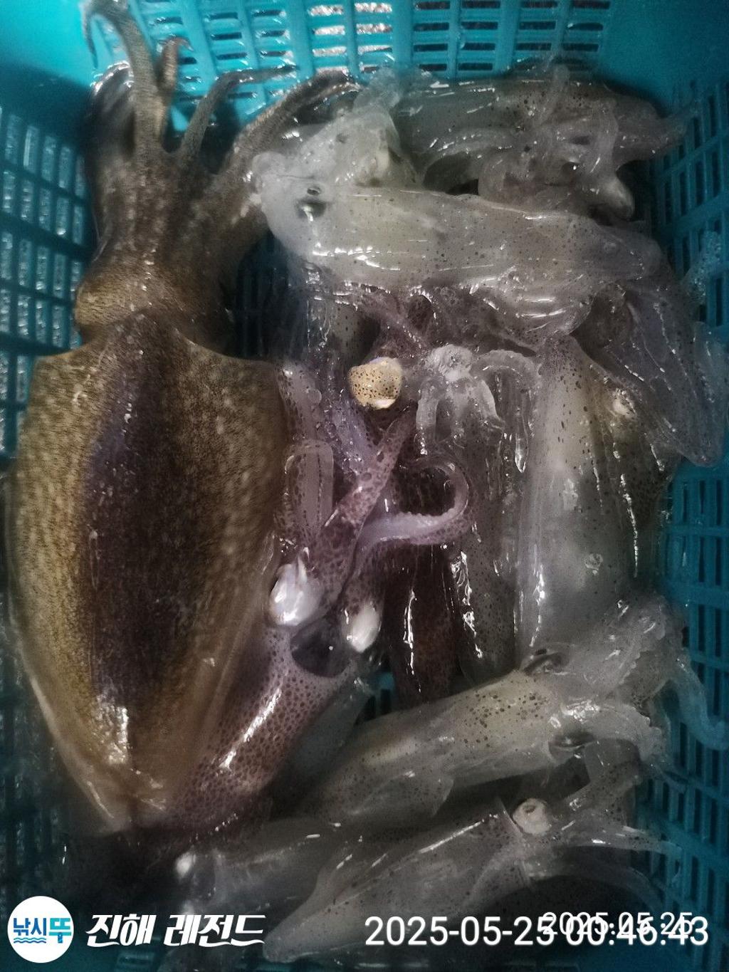 낚시뚜,기타 (직접입력),진해명동항,진해 레전드,낚시뚜28