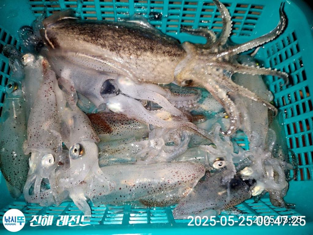 낚시뚜,기타 (직접입력),진해명동항,진해 레전드,낚시뚜27