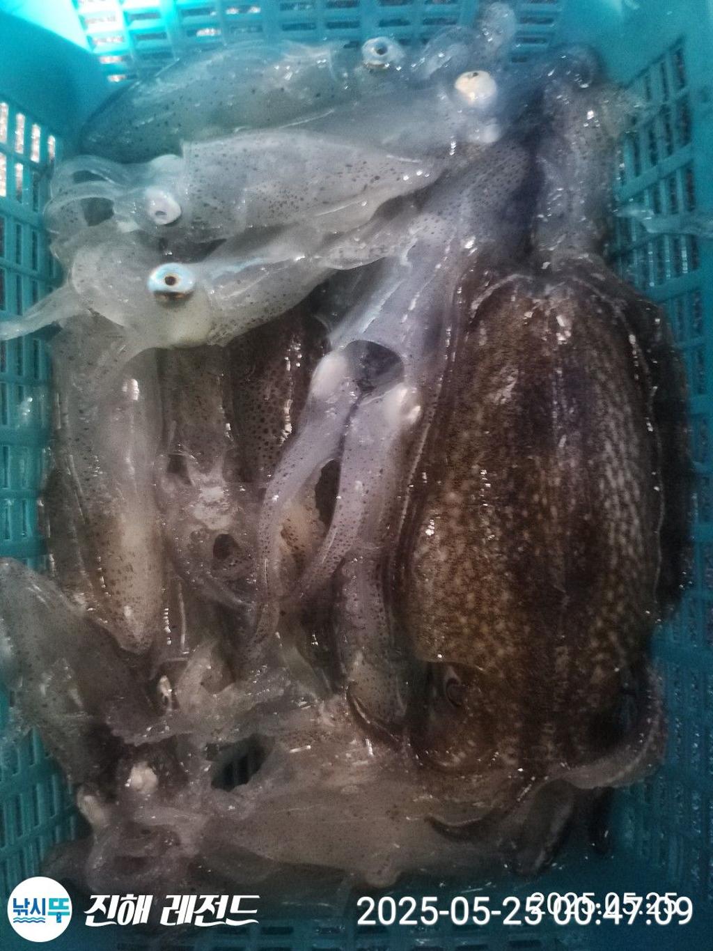 낚시뚜,기타 (직접입력),진해명동항,진해 레전드,낚시뚜25
