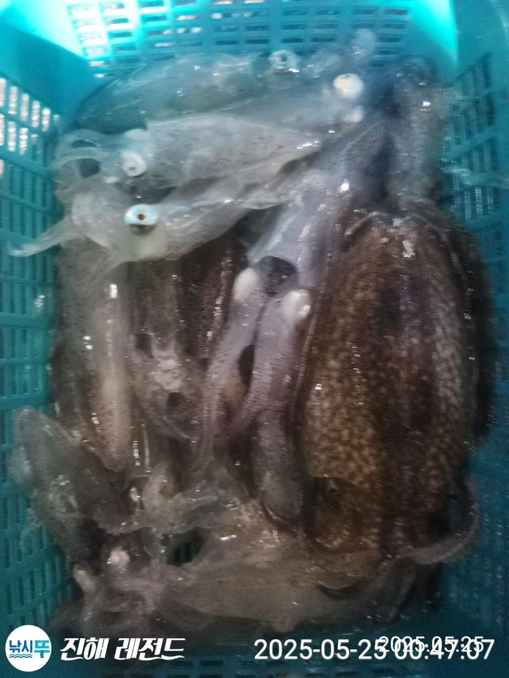 낚시뚜,기타 (직접입력),진해명동항,진해 레전드,낚시뚜24