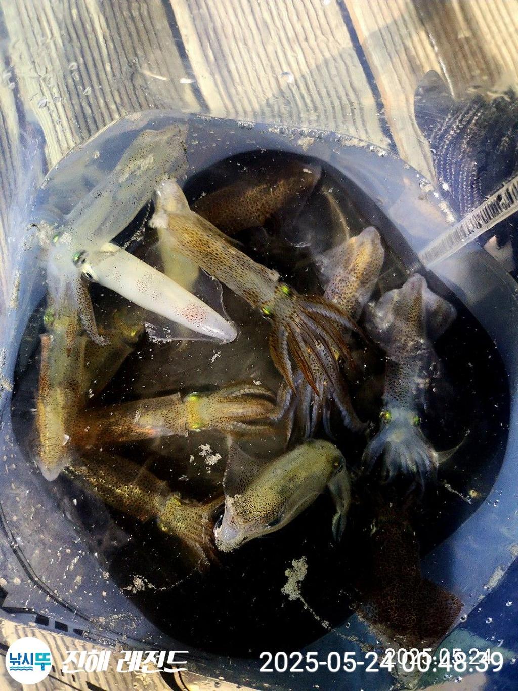 낚시뚜,기타 (직접입력),진해명동항,진해 레전드,낚시뚜17