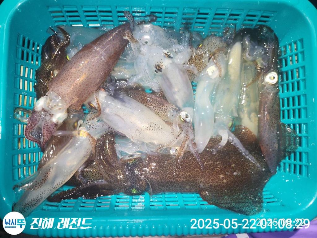 낚시뚜,기타 (직접입력),진해명동항,진해 레전드,낚시뚜5