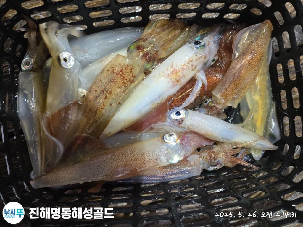 F2682593YG.jpg