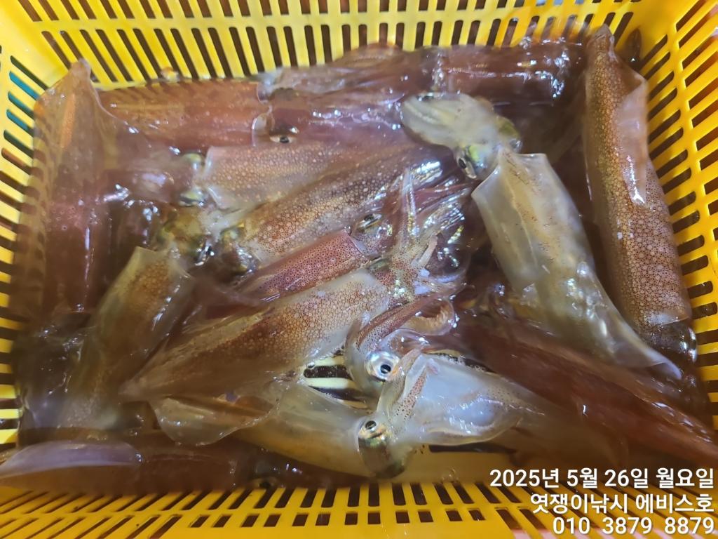 F26826602T.jpg