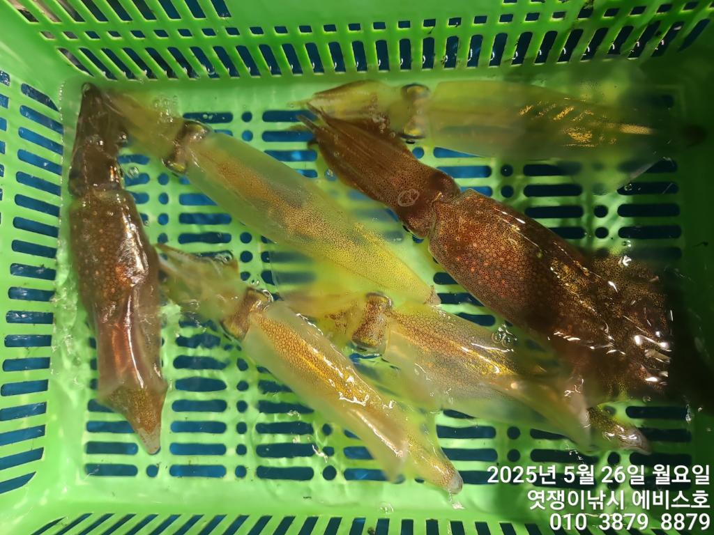 F2682927YR.jpg