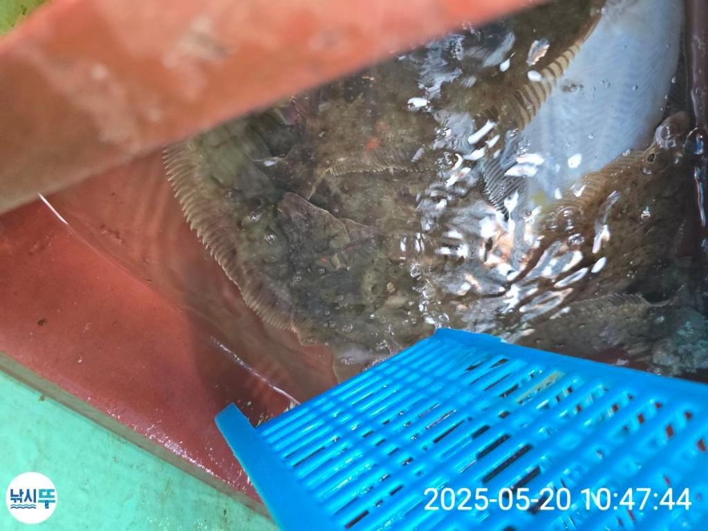 F2683030OW.jpg