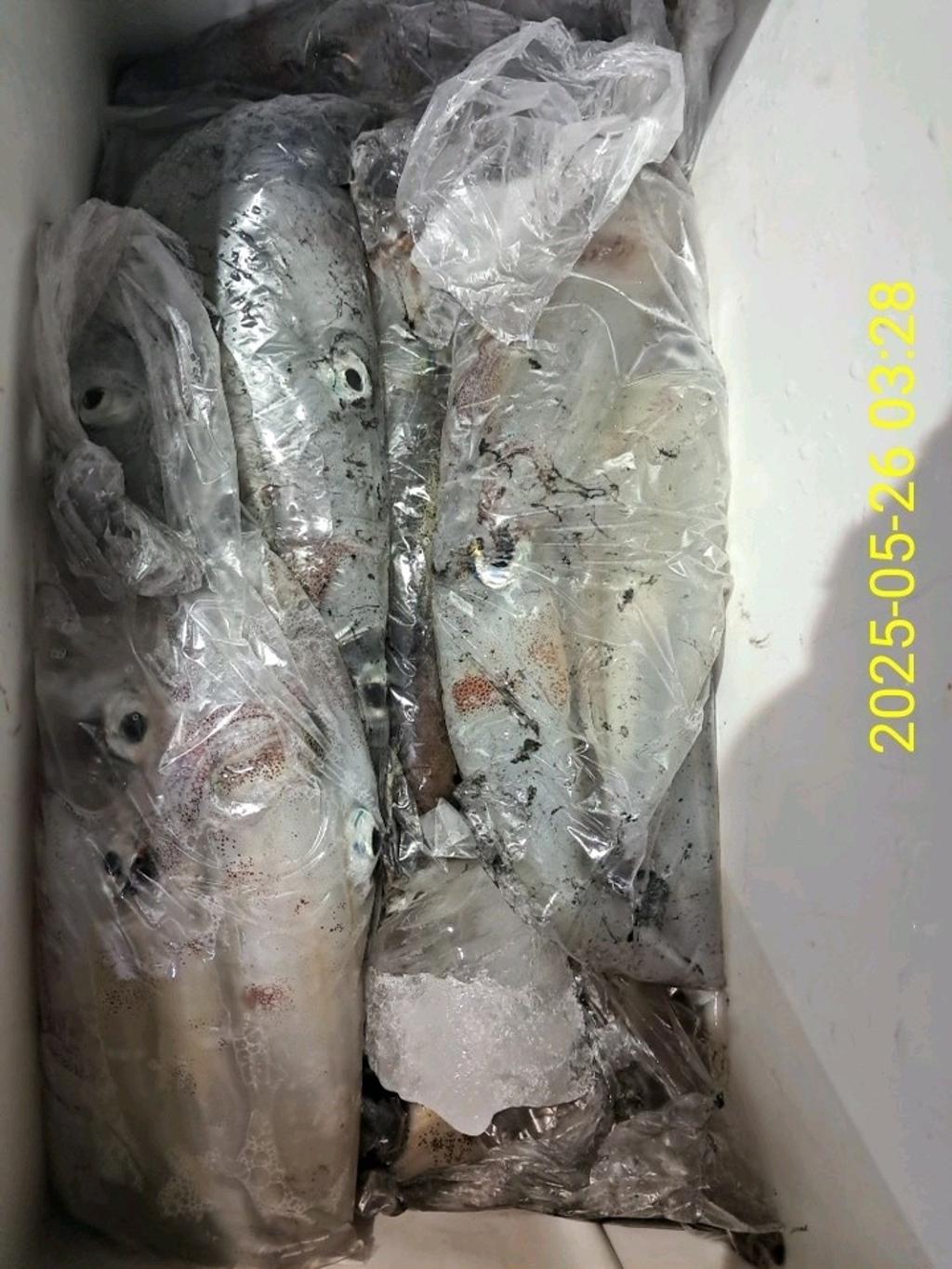 기타 (직접입력), 삼포대교낚시, 낚시뚜