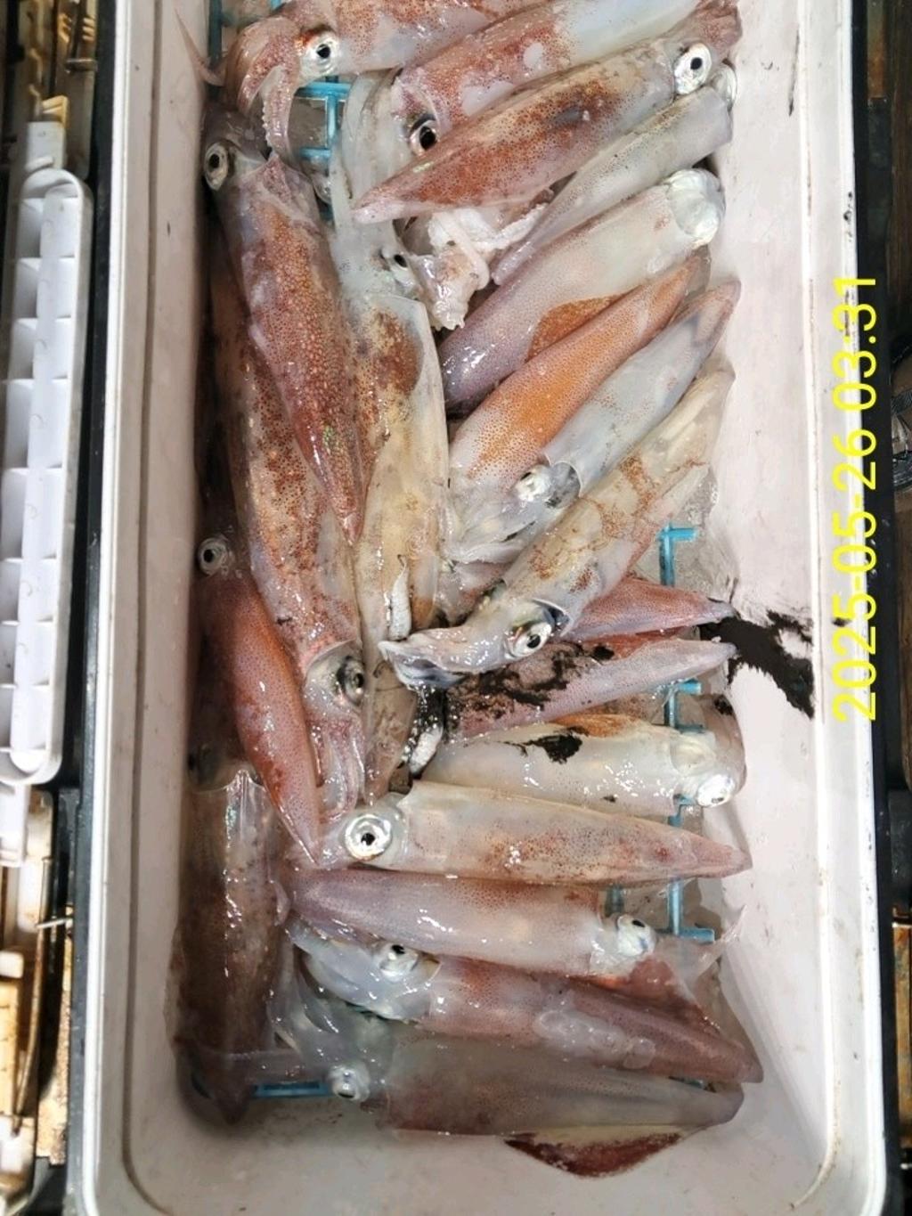 기타 (직접입력), 삼포대교낚시, 낚시뚜