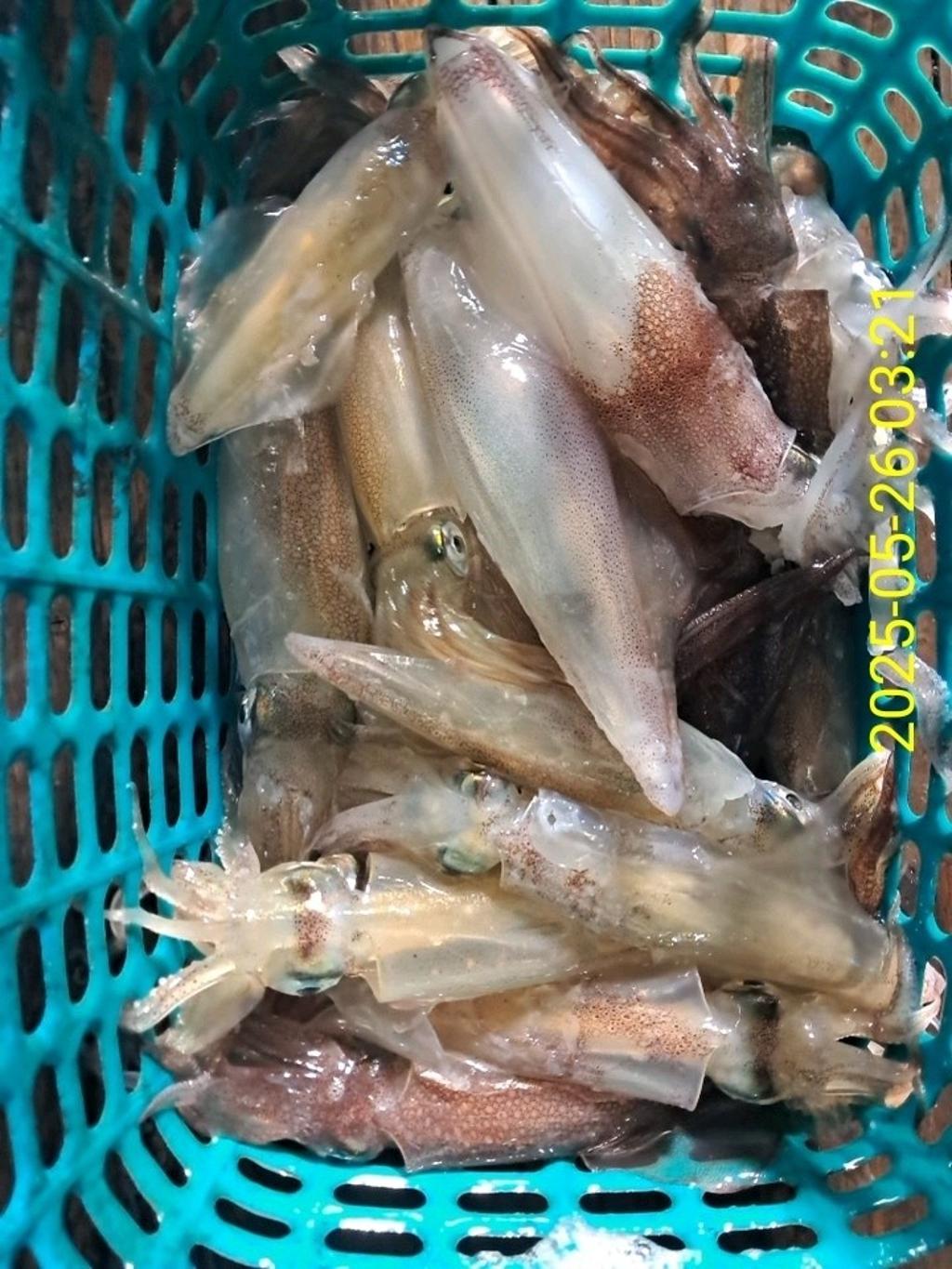 기타 (직접입력), 삼포대교낚시, 낚시뚜