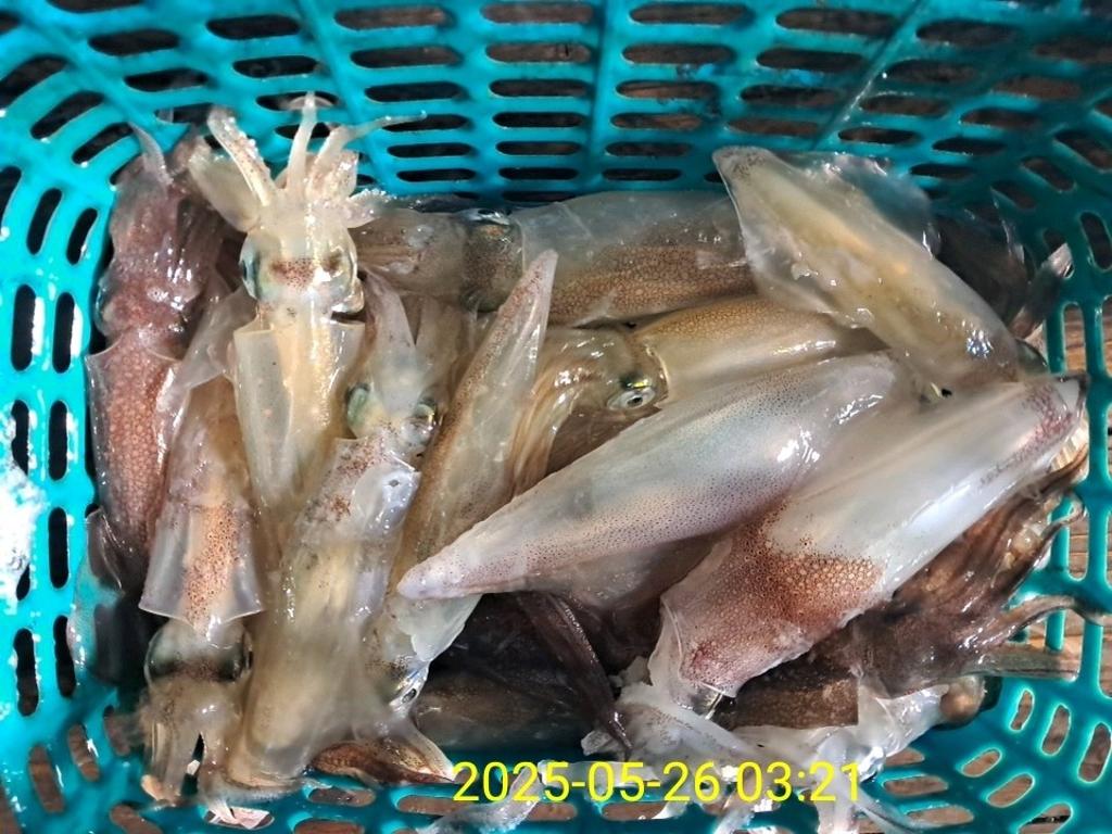 기타 (직접입력), 삼포대교낚시, 낚시뚜