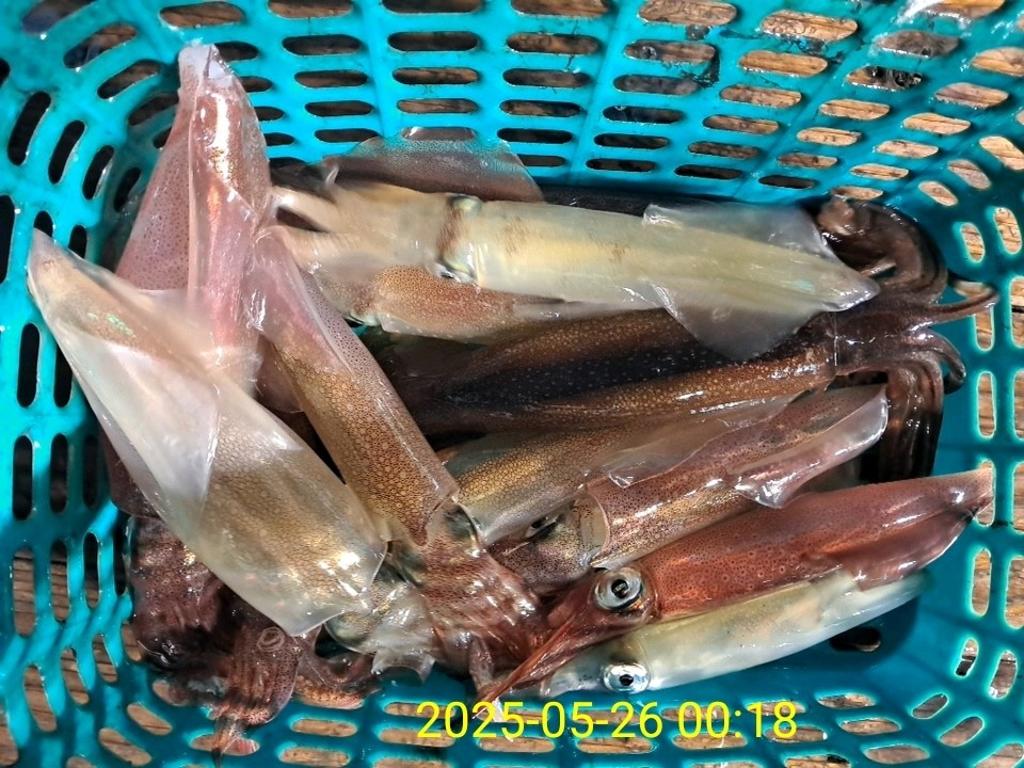 기타 (직접입력), 삼포대교낚시, 낚시뚜