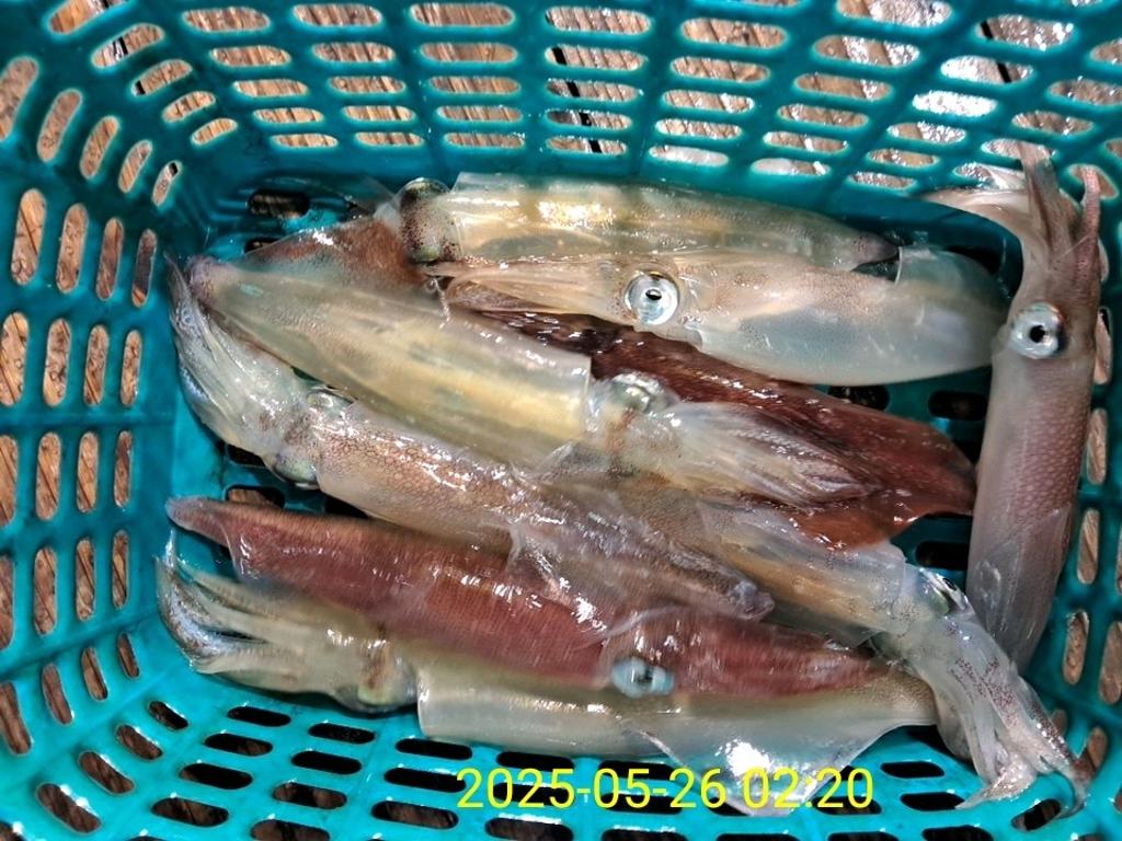 기타 (직접입력), 삼포대교낚시, 낚시뚜