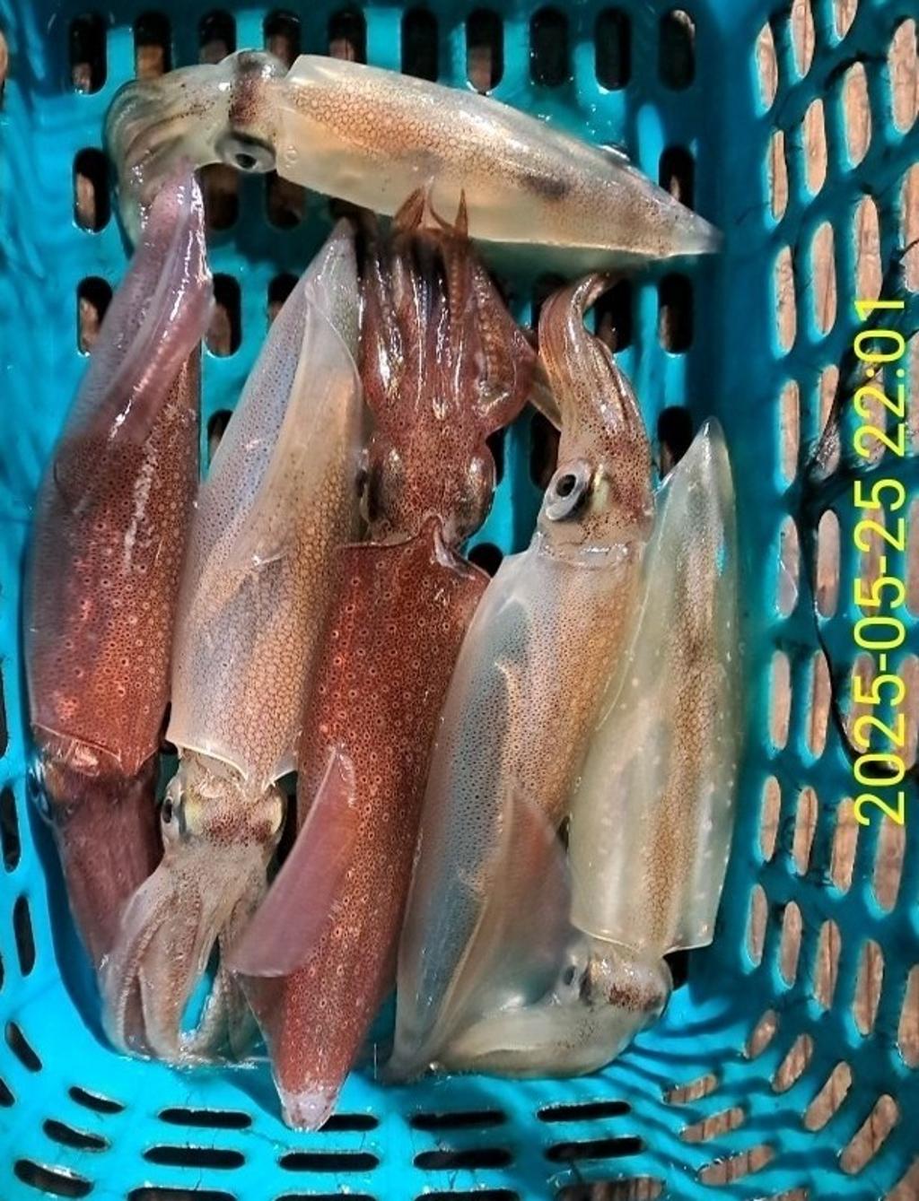 기타 (직접입력), 삼포대교낚시, 낚시뚜