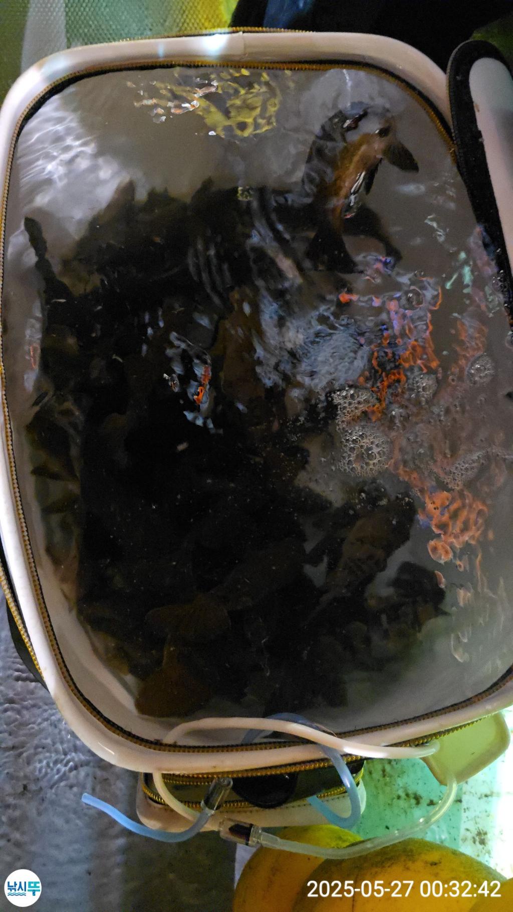 F2683391I7.jpg