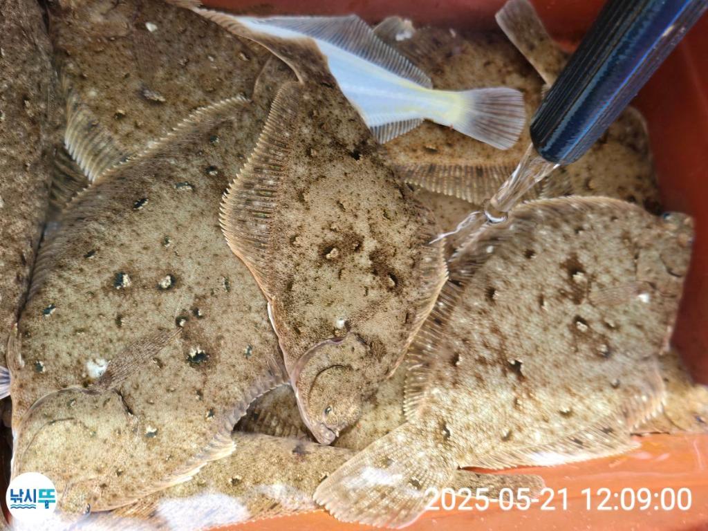 F2683568T0.jpg