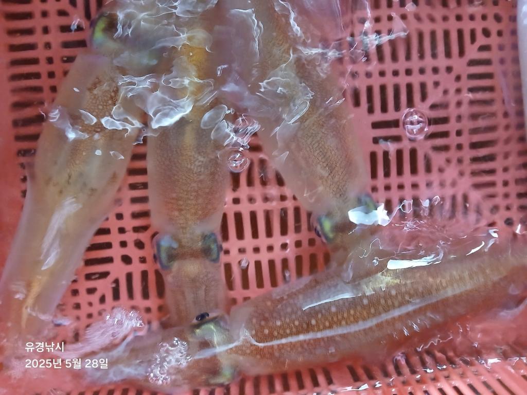F2684405TC.jpg