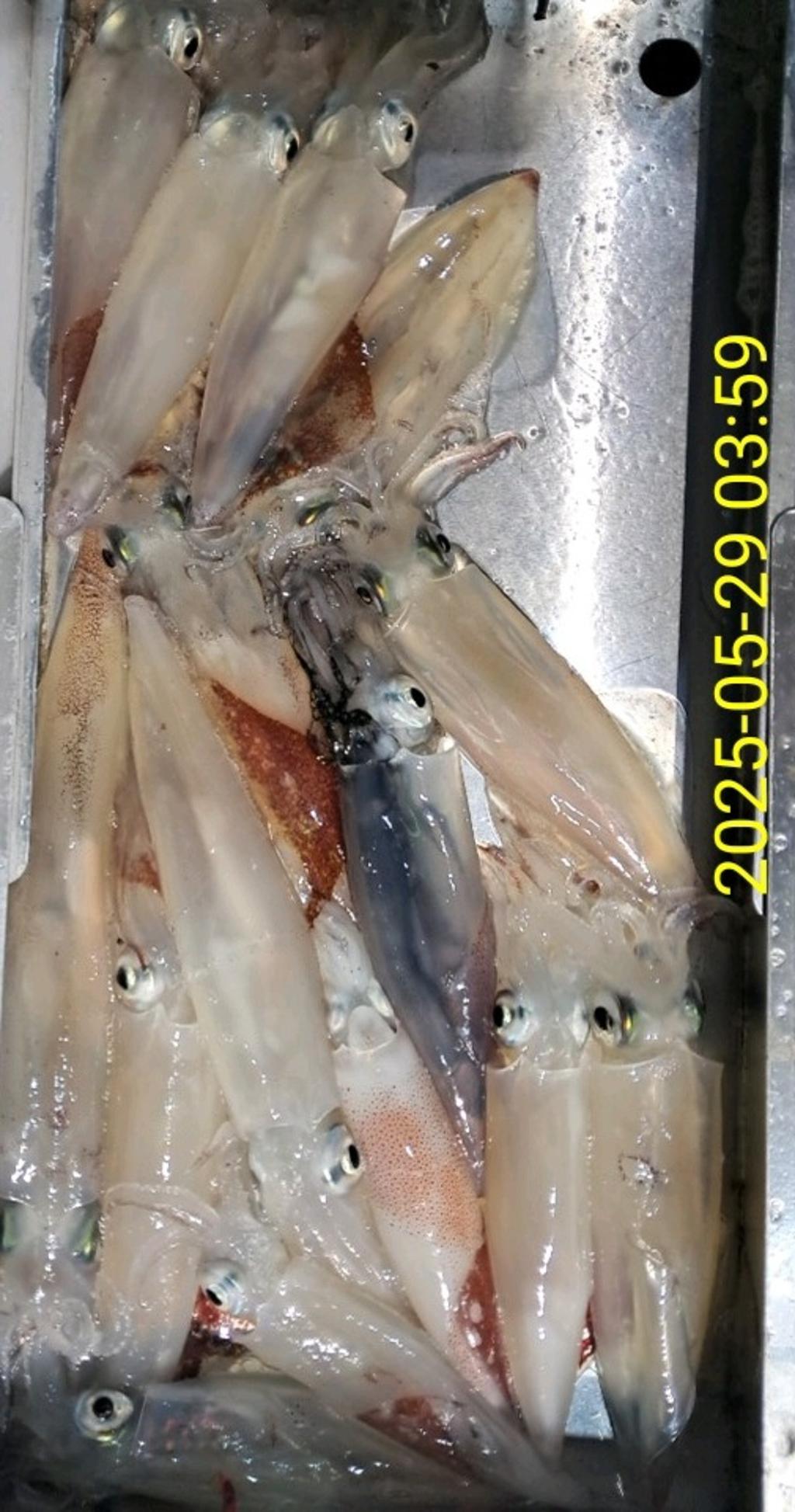 기타 (직접입력), 삼포대교낚시, 낚시뚜