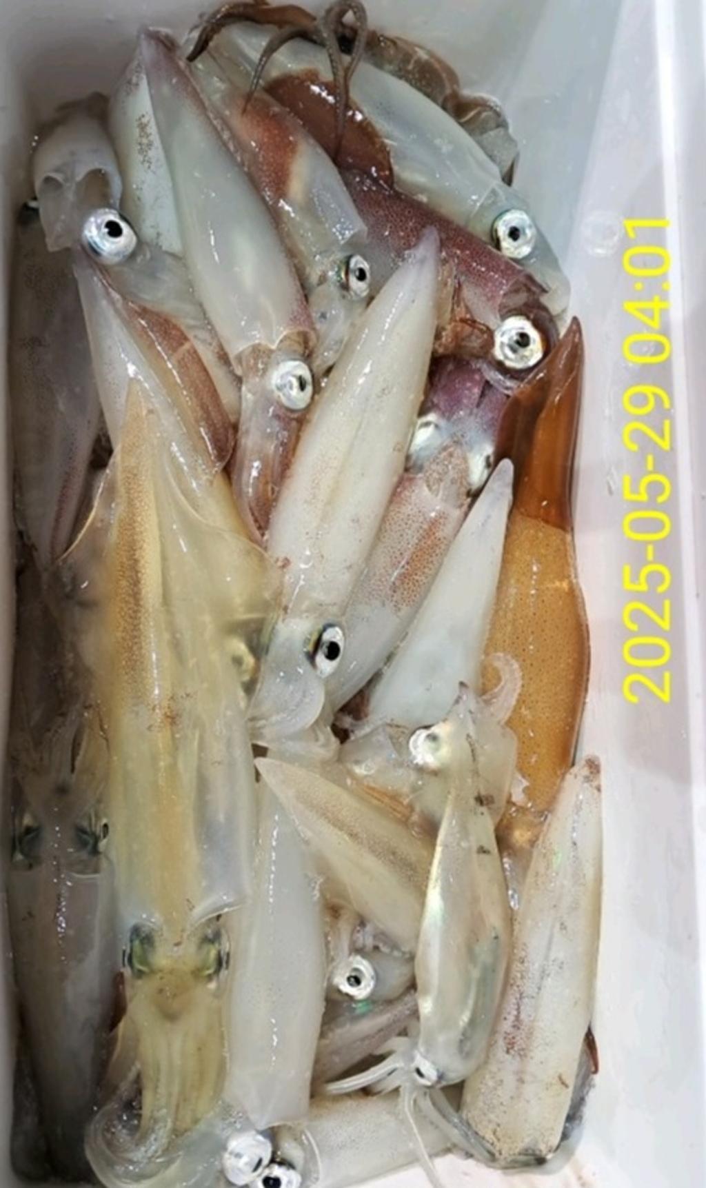 기타 (직접입력), 삼포대교낚시, 낚시뚜