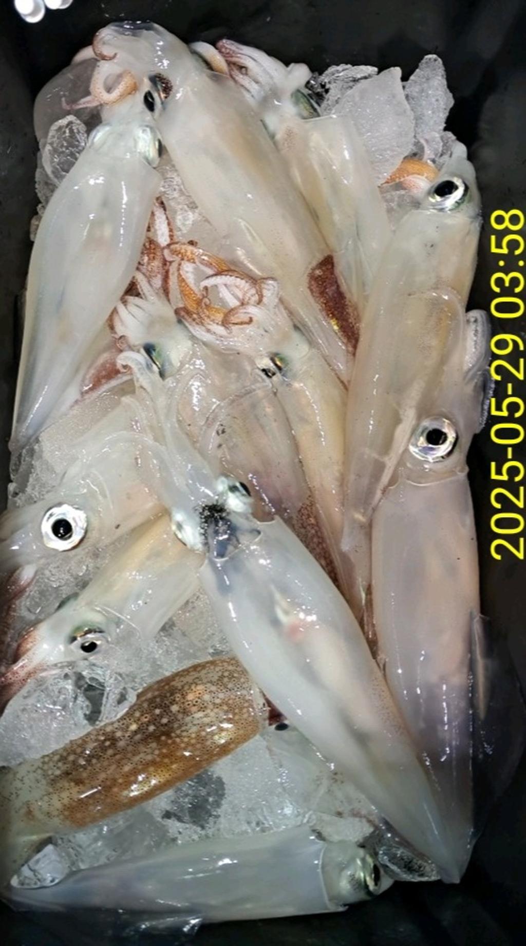기타 (직접입력), 삼포대교낚시, 낚시뚜