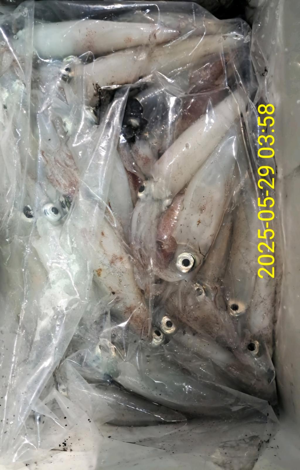 기타 (직접입력), 삼포대교낚시, 낚시뚜