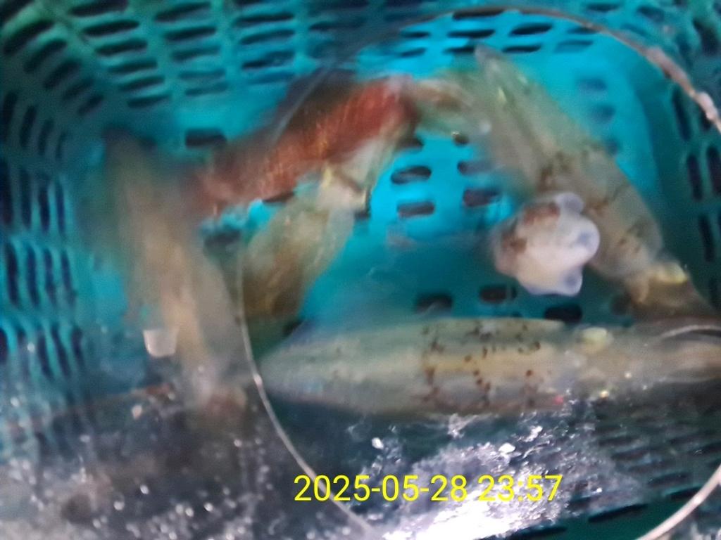 기타 (직접입력), 삼포대교낚시, 낚시뚜