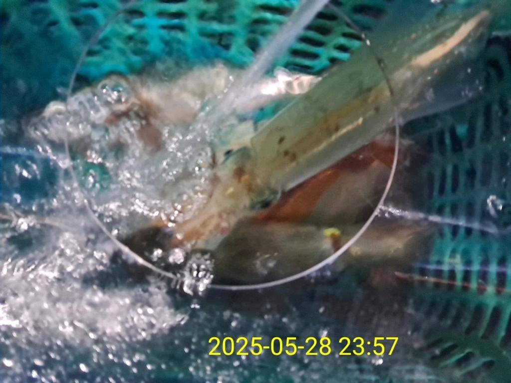 기타 (직접입력), 삼포대교낚시, 낚시뚜