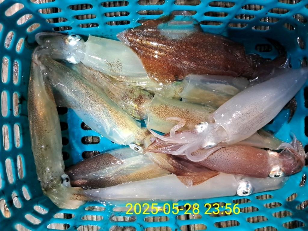 기타 (직접입력), 삼포대교낚시, 낚시뚜