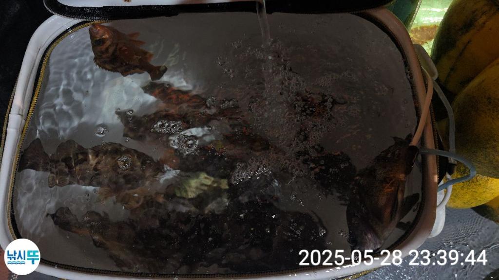 F26855972Y.jpg