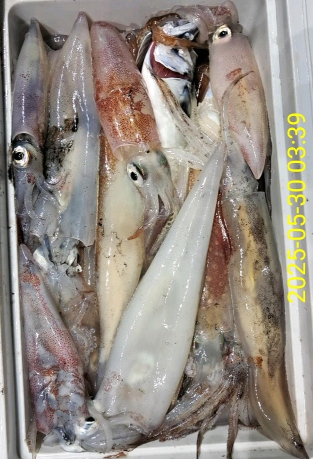기타 (직접입력), 삼포대교낚시, 낚시뚜