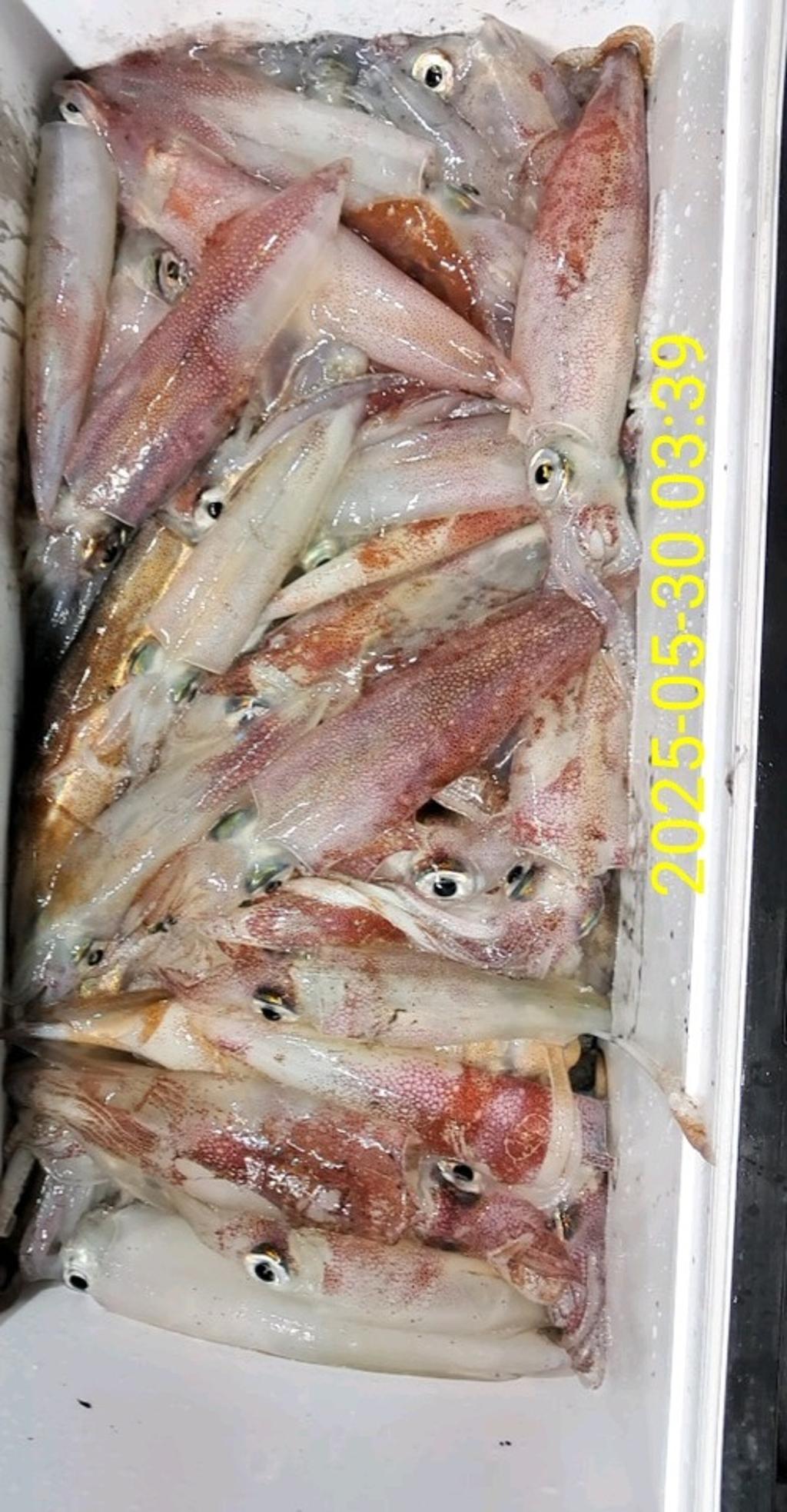 기타 (직접입력), 삼포대교낚시, 낚시뚜