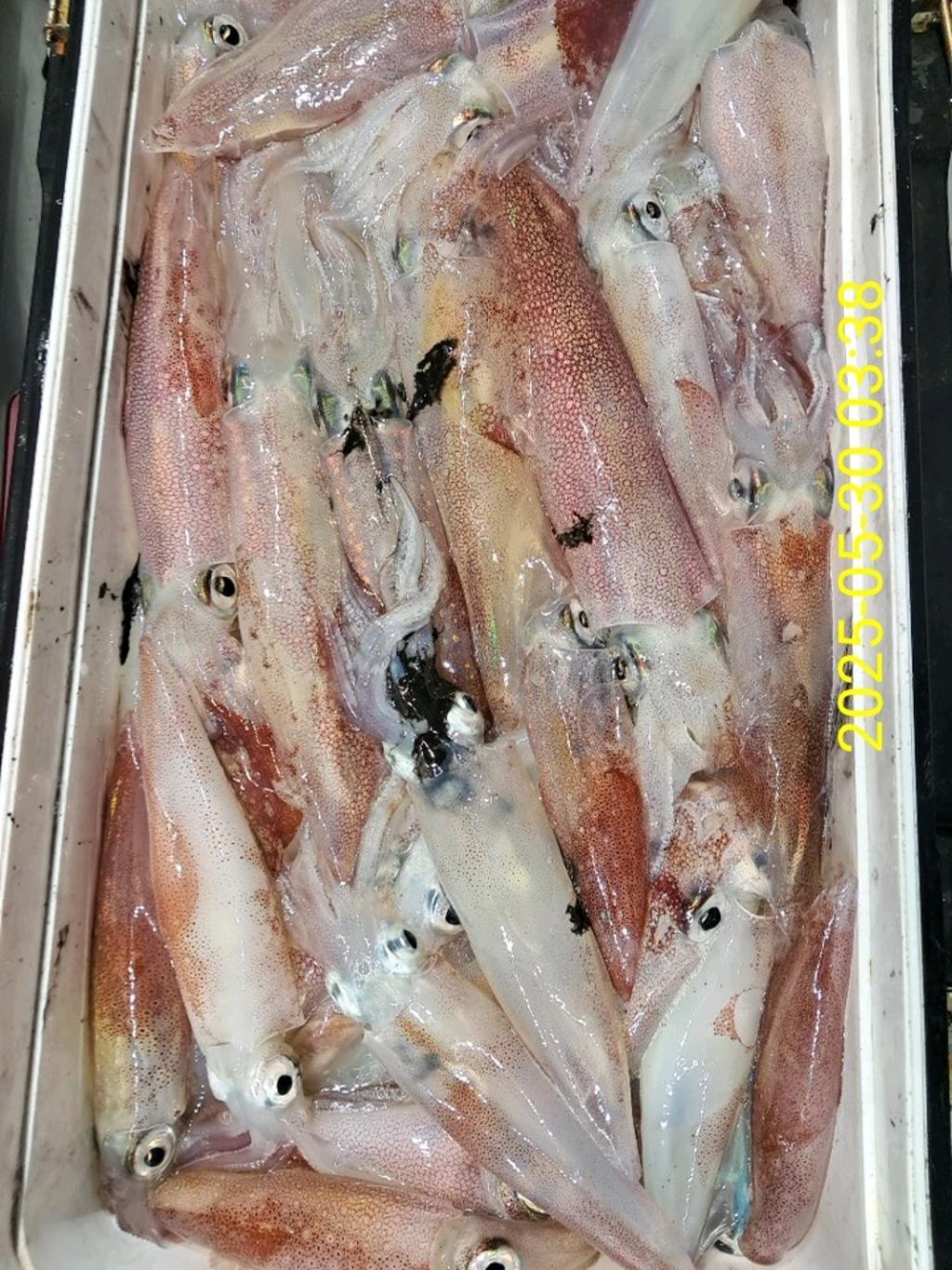 기타 (직접입력), 삼포대교낚시, 낚시뚜