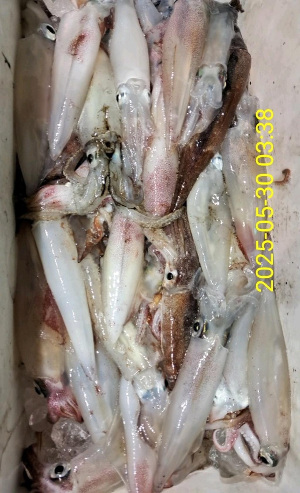 기타 (직접입력), 삼포대교낚시, 낚시뚜