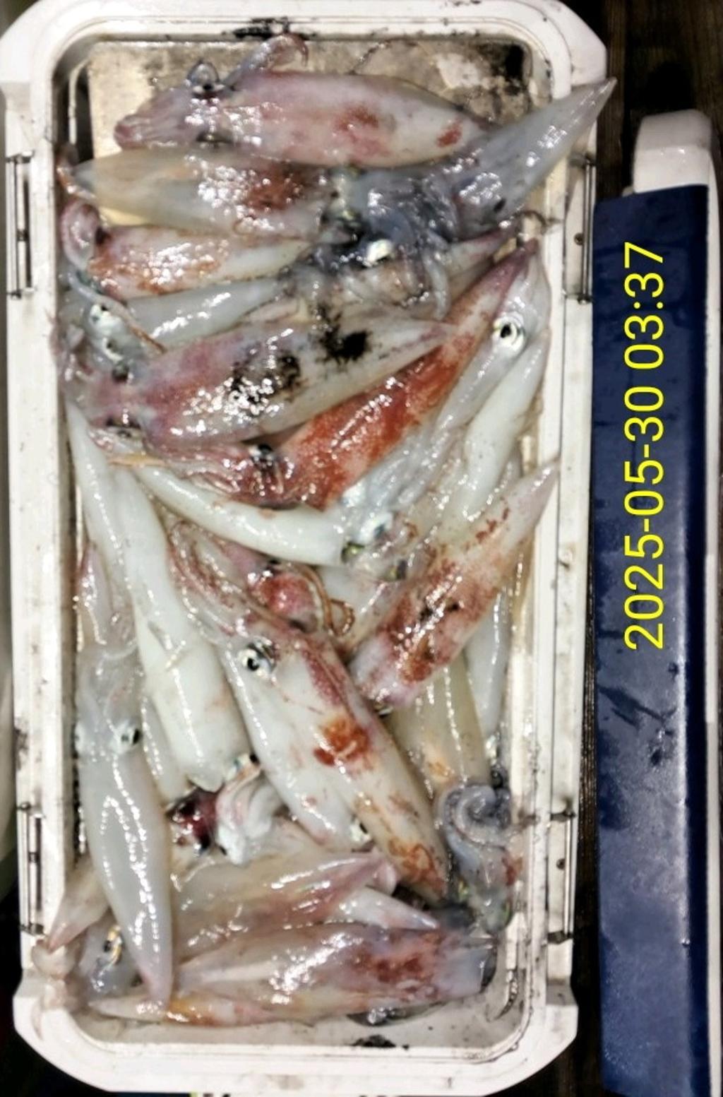 기타 (직접입력), 삼포대교낚시, 낚시뚜
