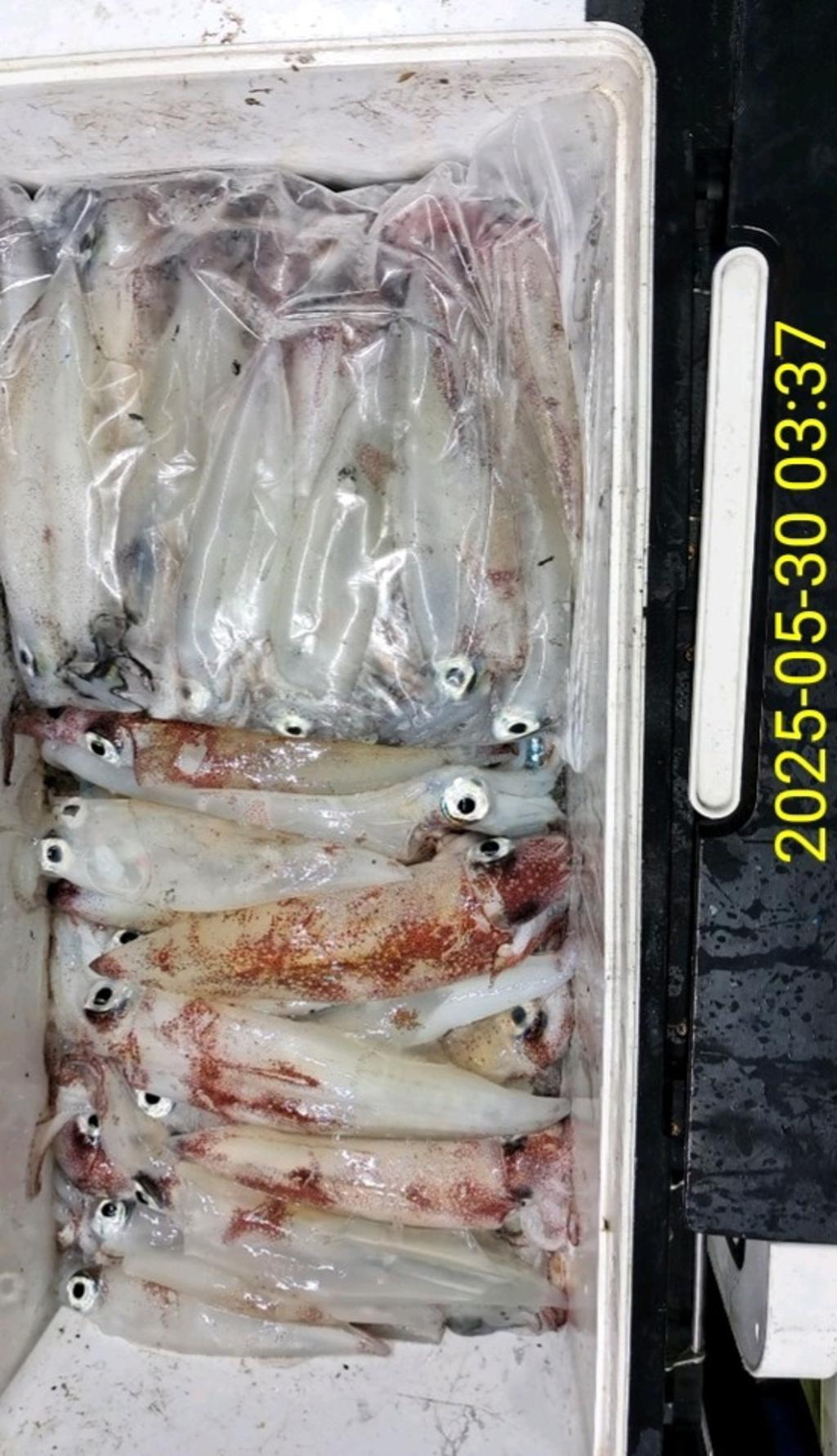 기타 (직접입력), 삼포대교낚시, 낚시뚜