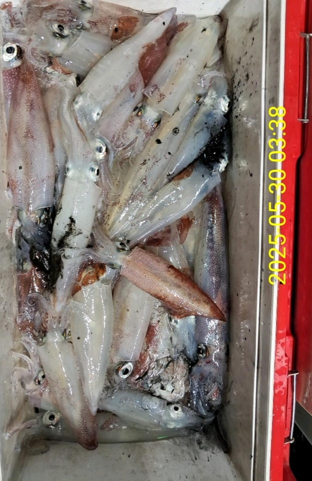 기타 (직접입력), 삼포대교낚시, 낚시뚜