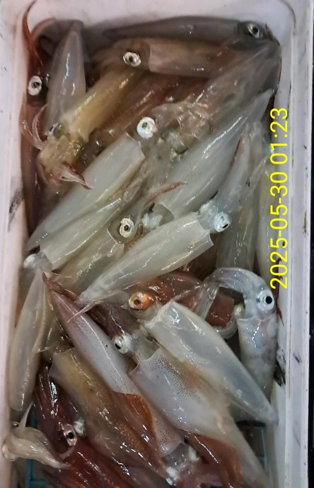 기타 (직접입력), 삼포대교낚시, 낚시뚜