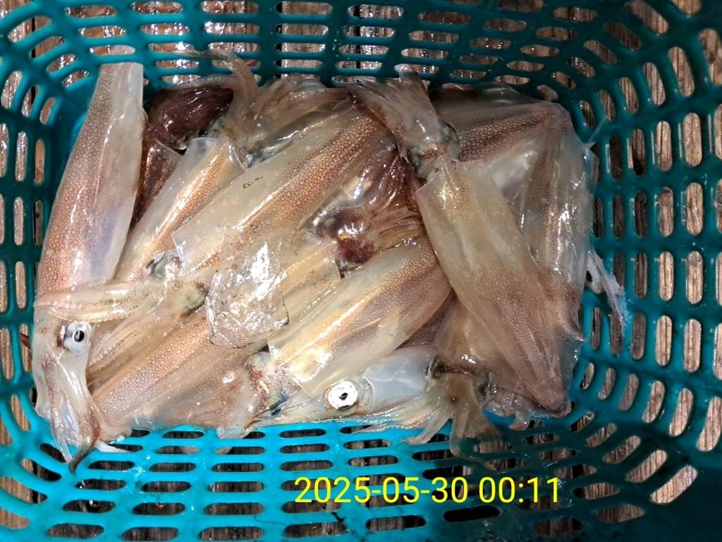 기타 (직접입력), 삼포대교낚시, 낚시뚜