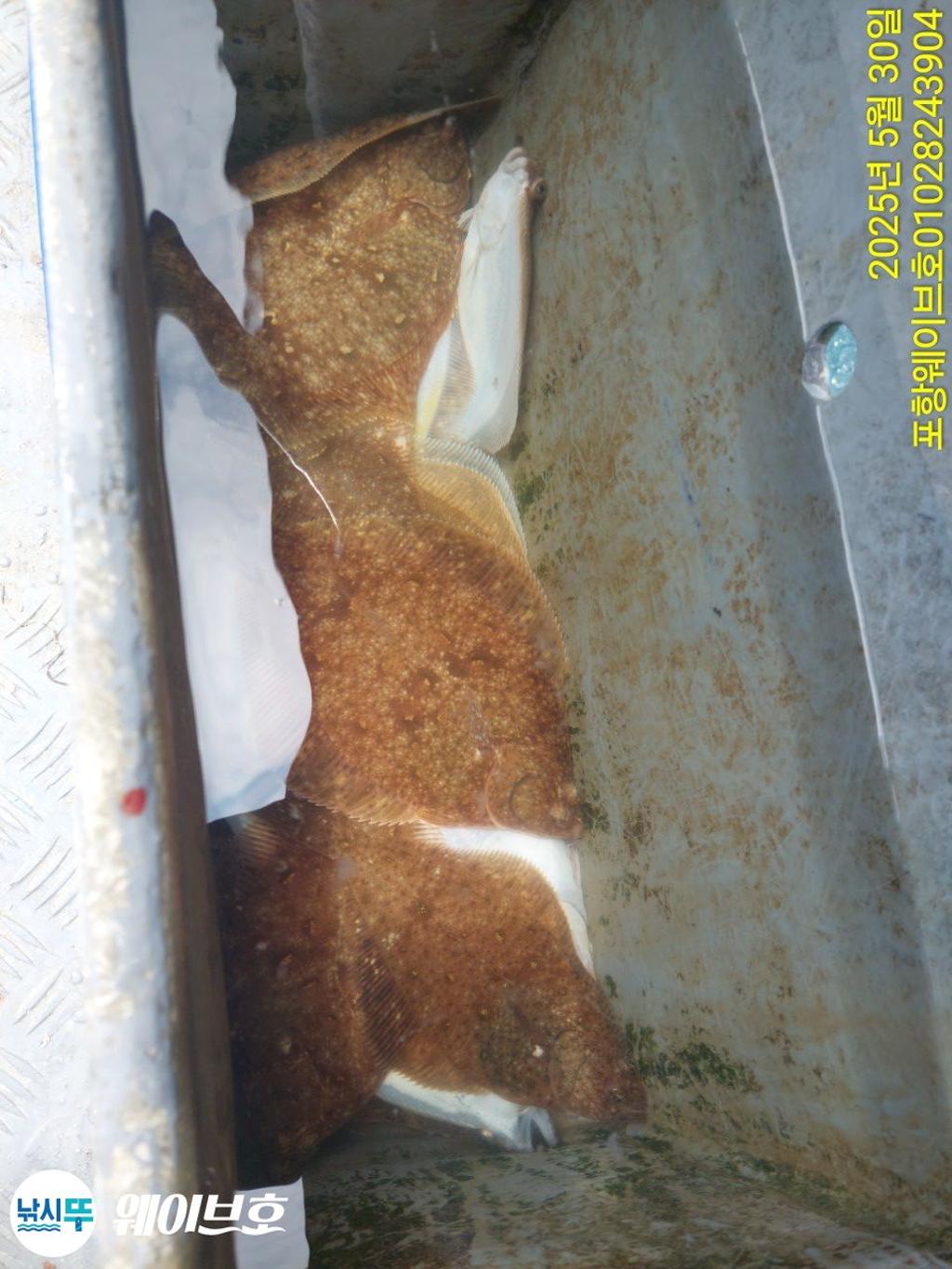 F2686433AO.jpg