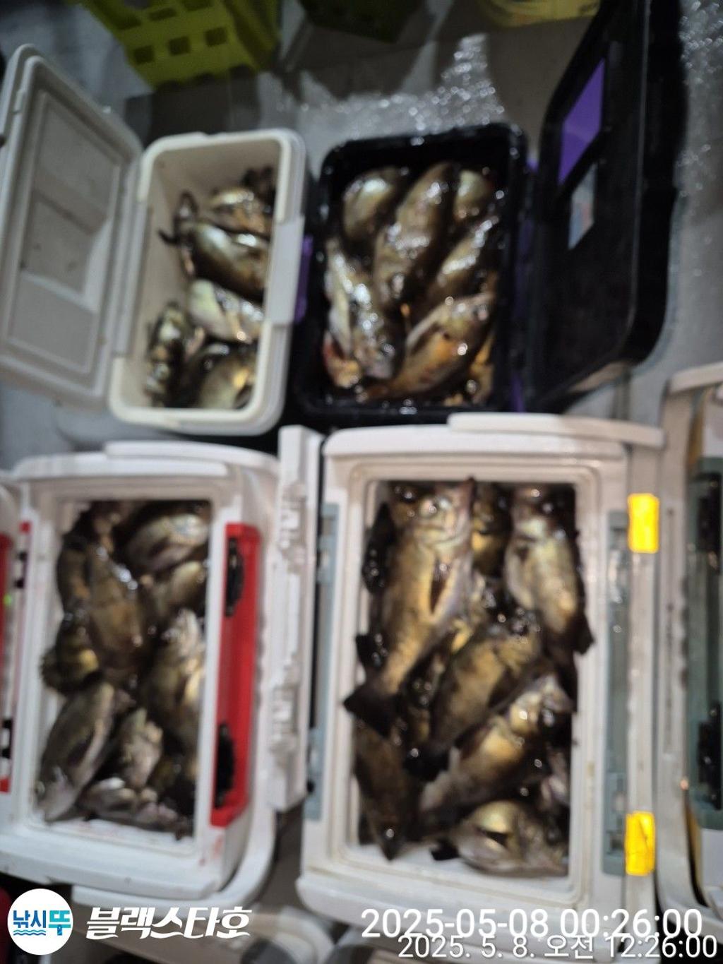 낚시뚜,볼락,삼천포 팔포항,삼천포 블랙스타,낚시뚜7