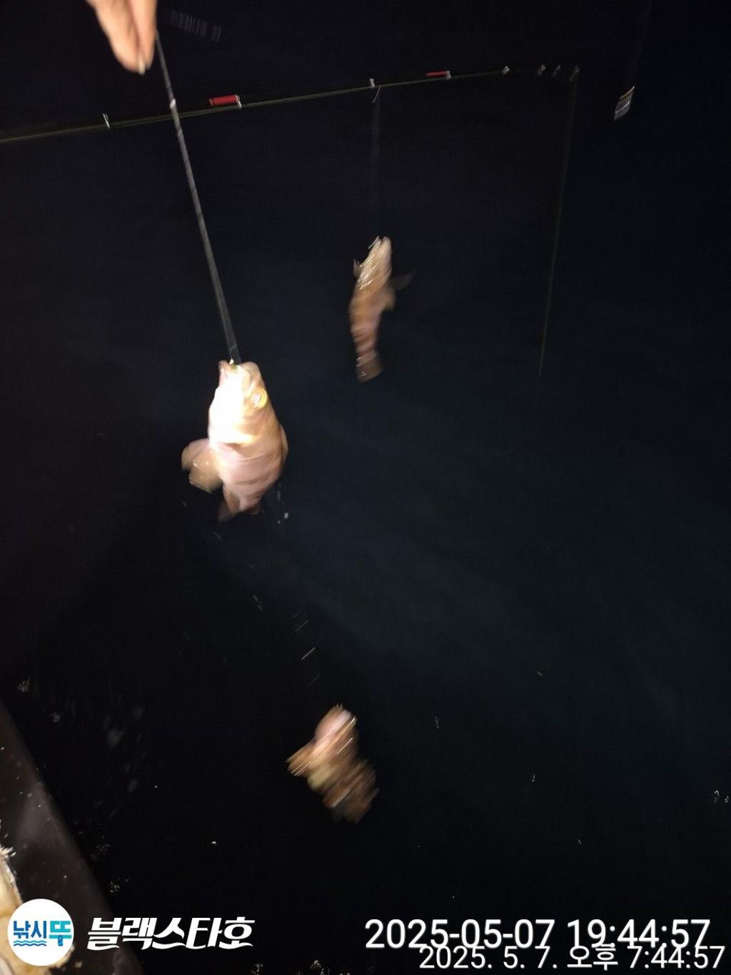낚시뚜,볼락,삼천포 팔포항,삼천포 블랙스타,낚시뚜1