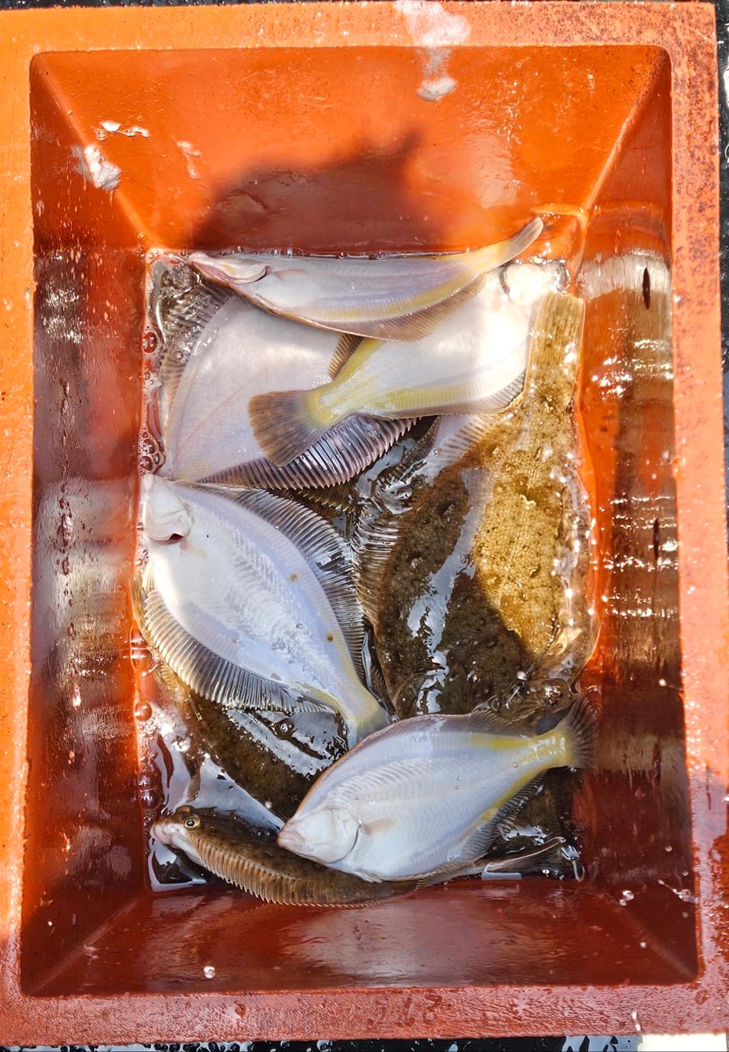 F2688373XL.jpg