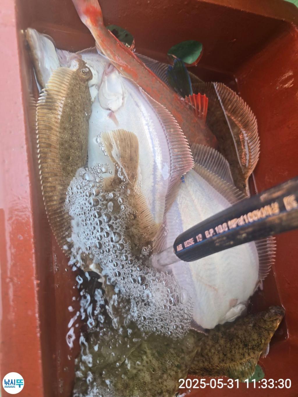 F26886689P.jpg