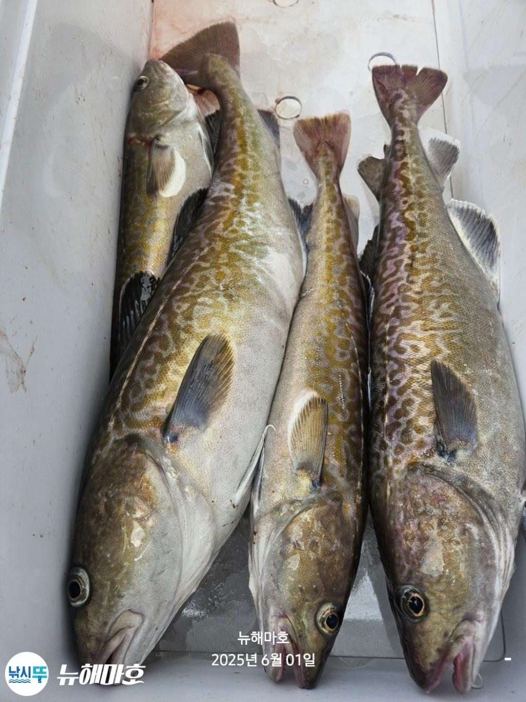 F2689097GE.jpg