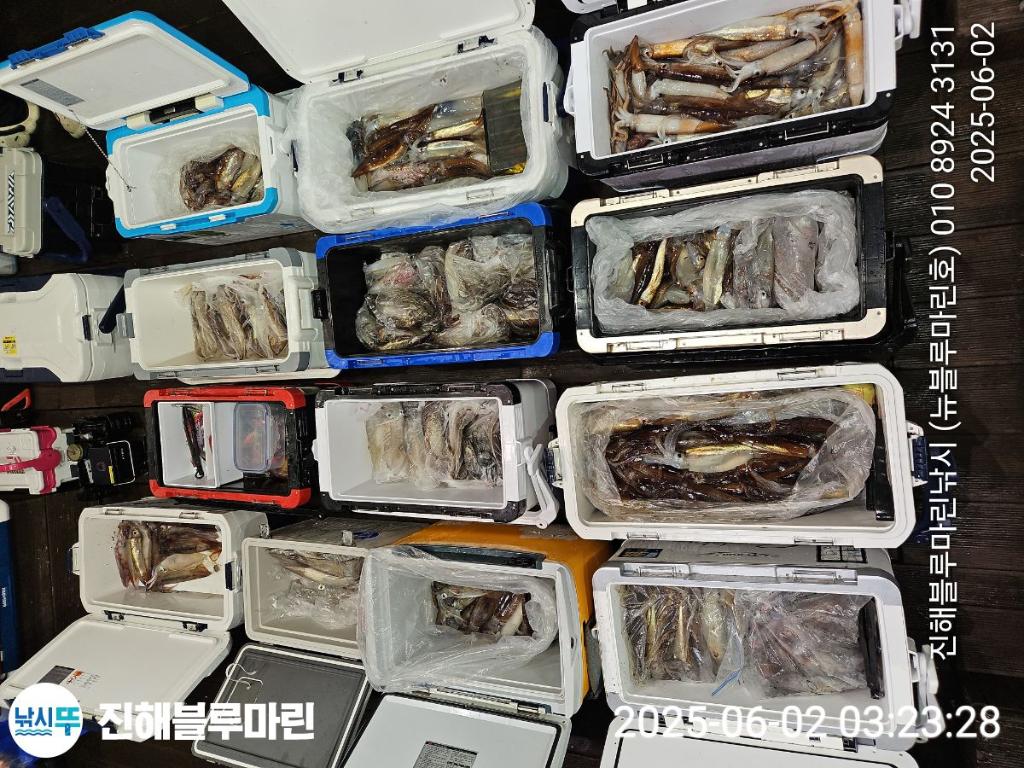 낚시뚜,한치,오징어,진해수도항,진해블루마린낚시,낚시뚜10