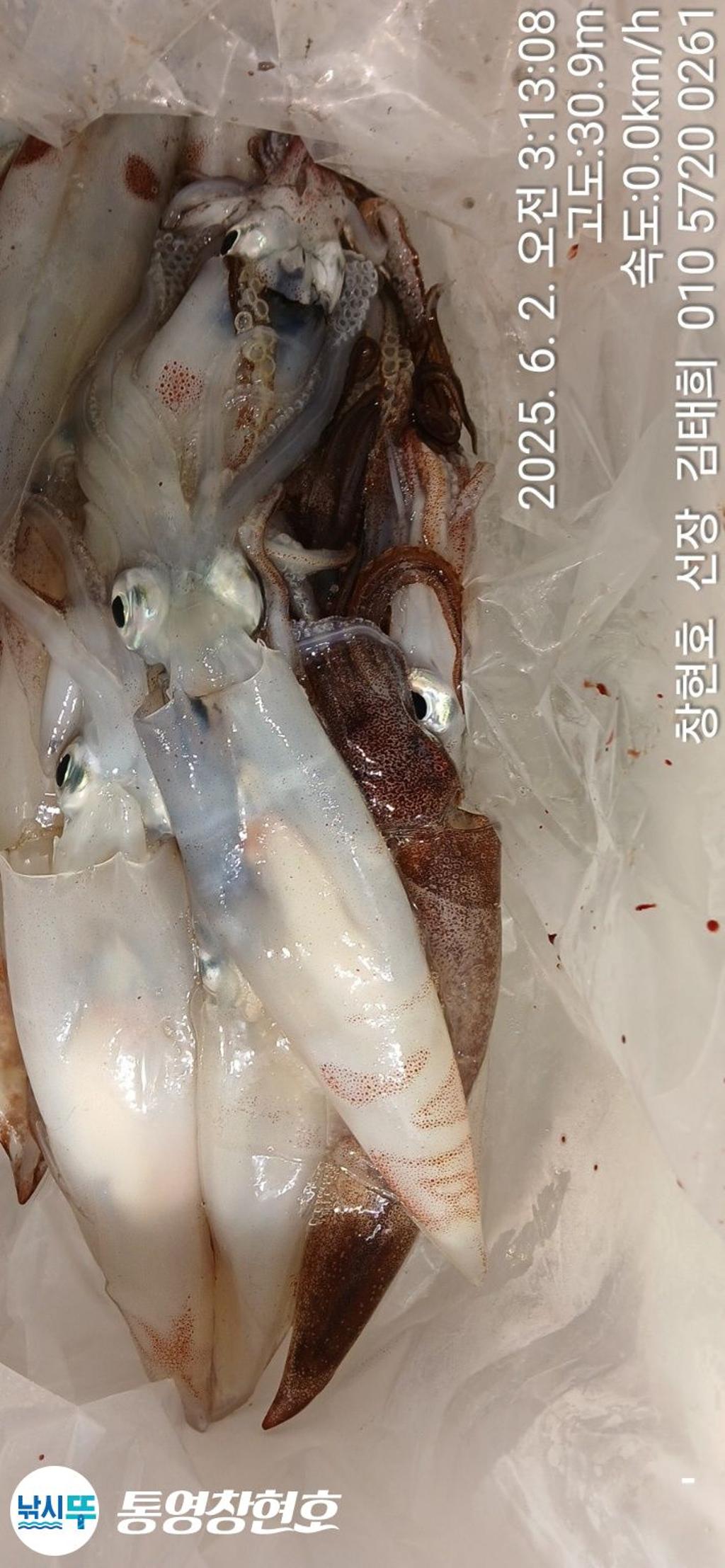 낚시뚜,한치,통영연명항,통영창현호,낚시뚜8