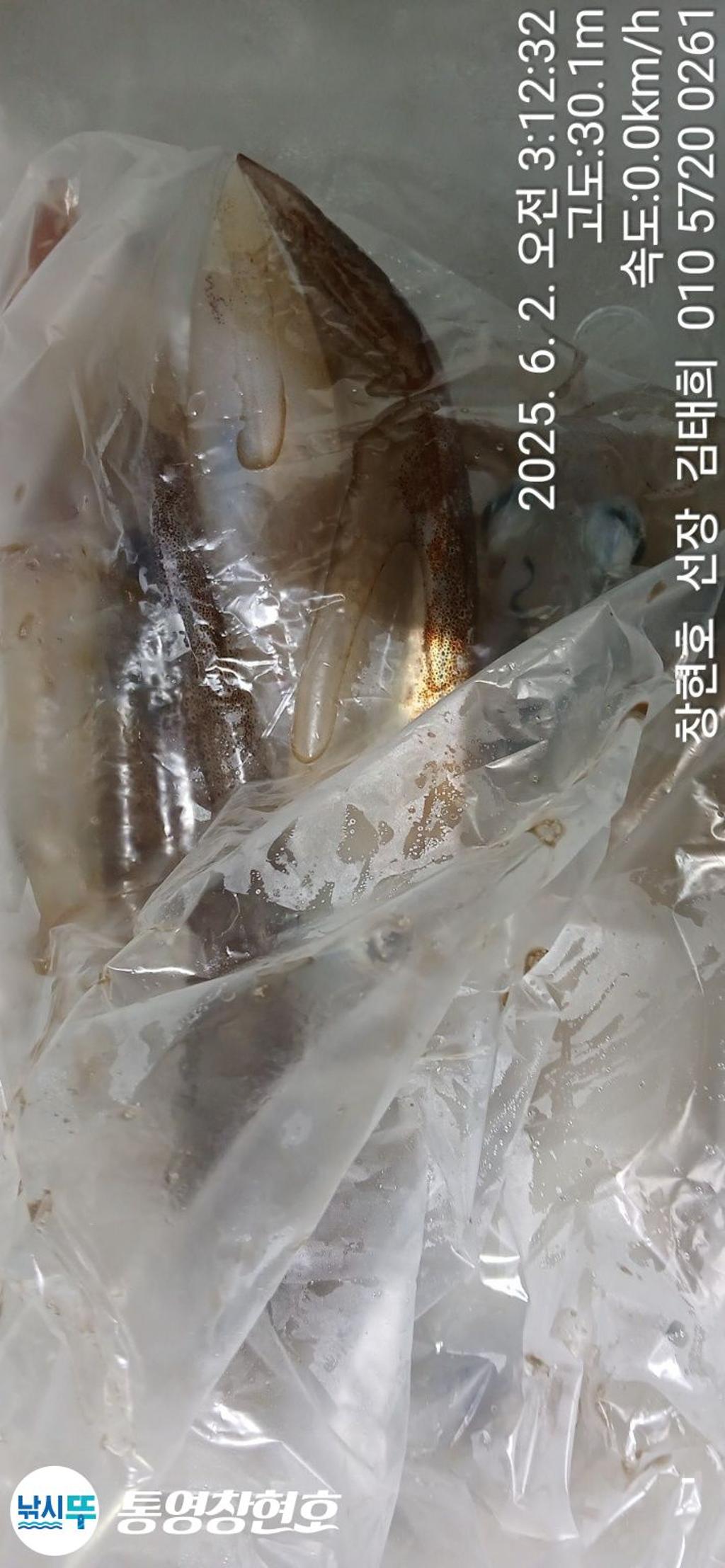 낚시뚜,한치,통영연명항,통영창현호,낚시뚜7