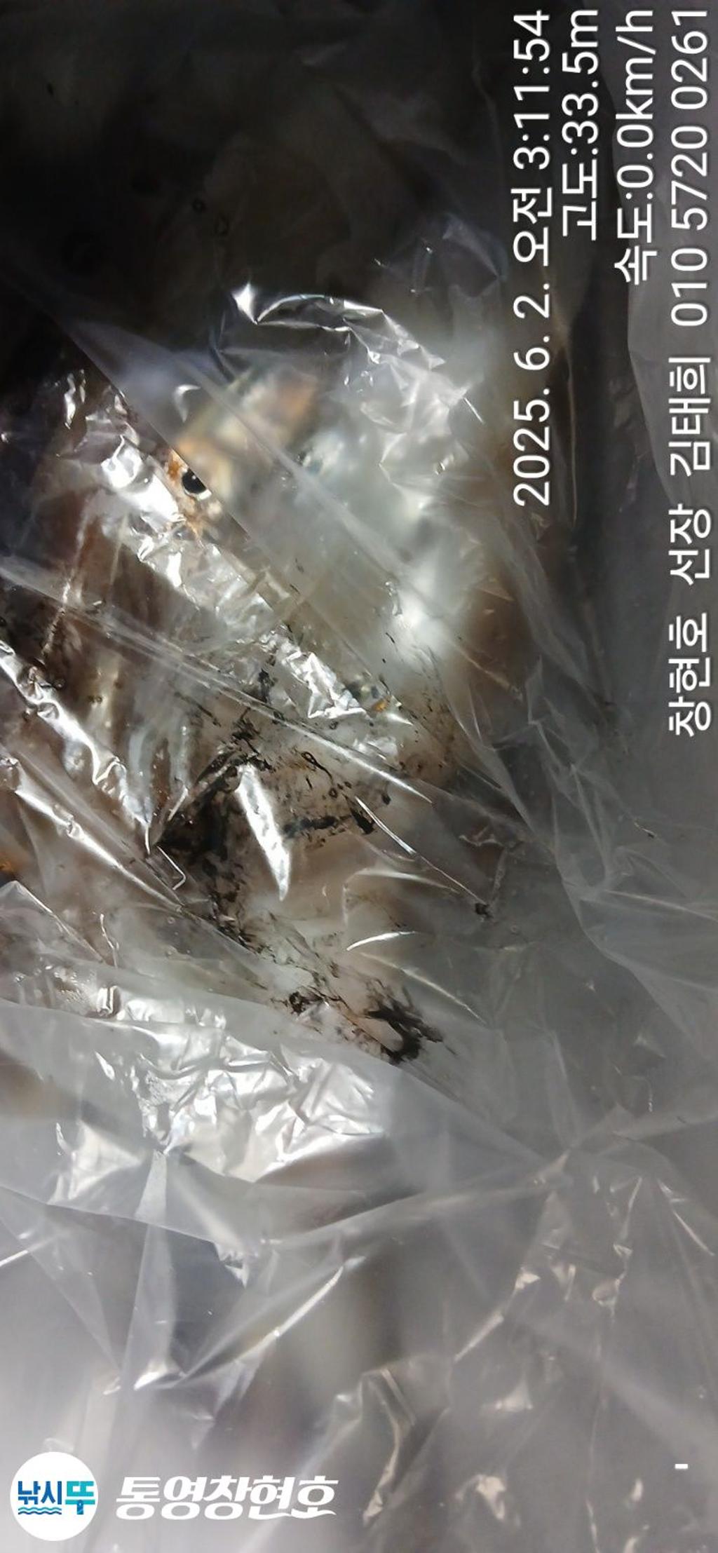 낚시뚜,한치,통영연명항,통영창현호,낚시뚜6
