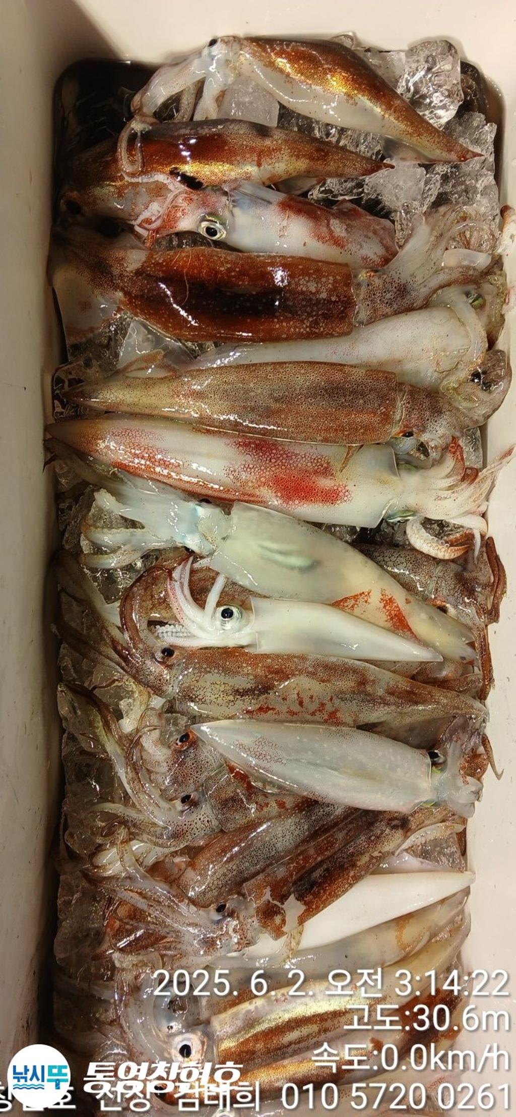 낚시뚜,한치,통영연명항,통영창현호,낚시뚜5