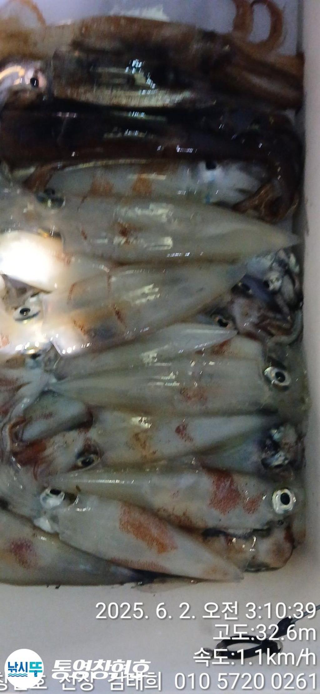 낚시뚜,한치,통영연명항,통영창현호,낚시뚜3