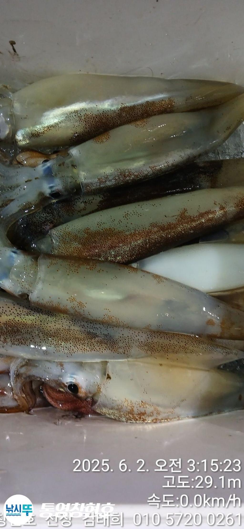 낚시뚜,한치,통영연명항,통영창현호,낚시뚜1